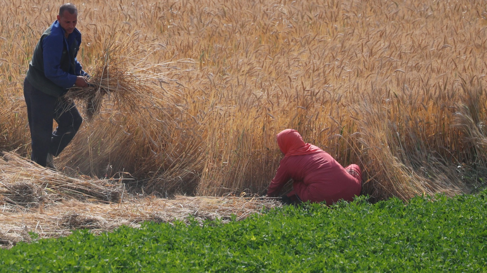  مصر -أكبر مستورد للقمح- رفعت احتياطياتها منه إلى ثمانية أشهر عبر شراء كميات كبيرة من فرنسا وروسيا (رويترز)