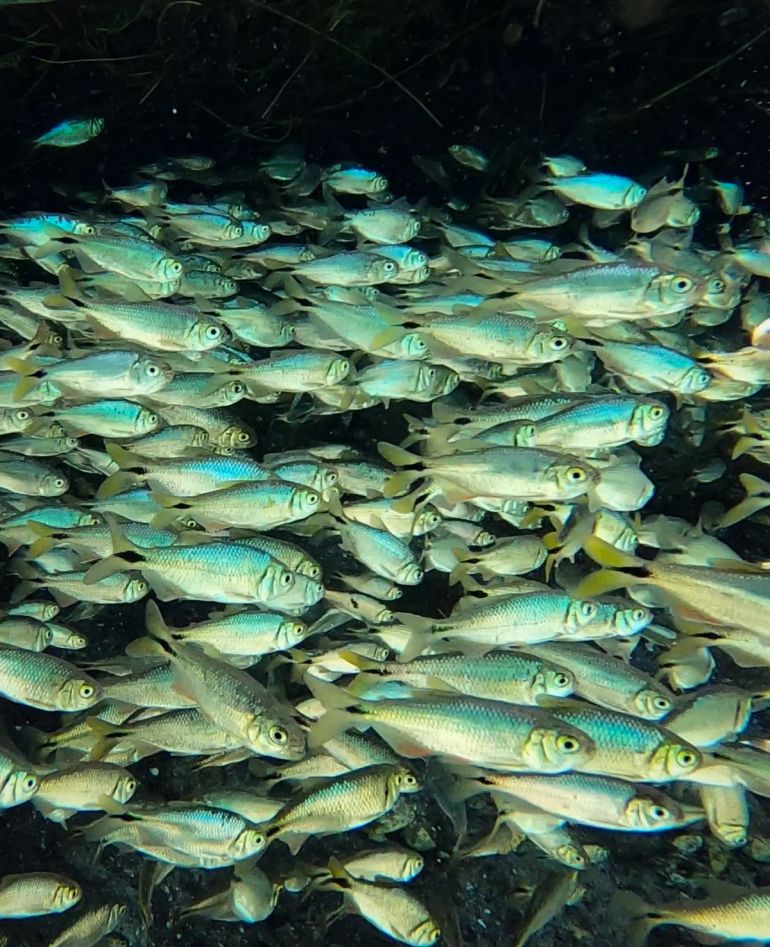 فقدت المواطن المائية العذبة مثل البحيرات والأنهار والمستنقعات والأراضي الرطبة أكثر من ثلث مساحتها (جينز كيبنج)